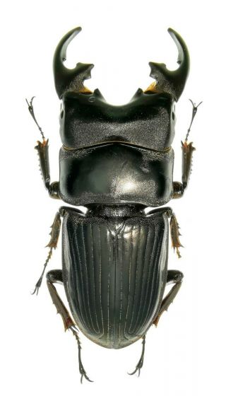 Insect Beetles Lucanidae Aegus Platyodon M 50 Mm Indonesia W.  Papua