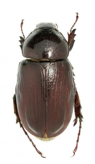 Insect Beetles Scarabaeidae Dynastinae Sp.  25 Mm Peru