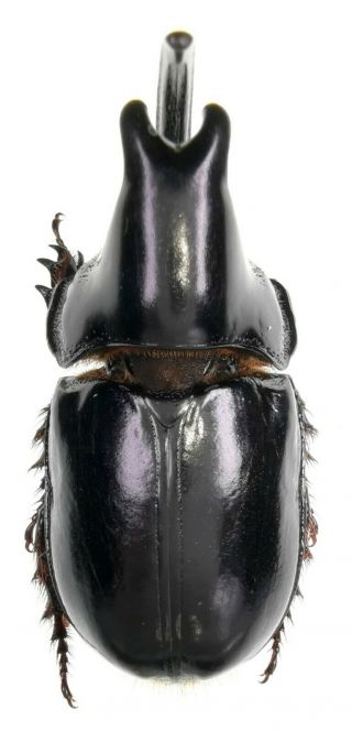 Insect Beetles Scarabaeidae Dynastinae Sp.  52 Mm Peru