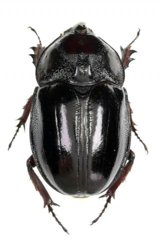 Insect Beetles Scarabaeidae Dynastinae Sp.  48 Mm Peru