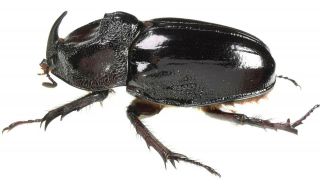Insect Beetles Scarabaeidae Dynastinae sp.  48 mm Peru 2