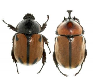 Insect Beetles Scarabaeidae Dynastinae Brachysiderus Quadrimaculatus Peru