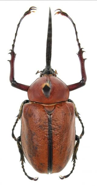 Insect Beetles Scarabaeidae Dynastinae Golofa Sp 57 Mm Peru