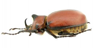 Insect Beetles Scarabaeidae Dynastinae Golofa Imperalis 37 Mm Mexico