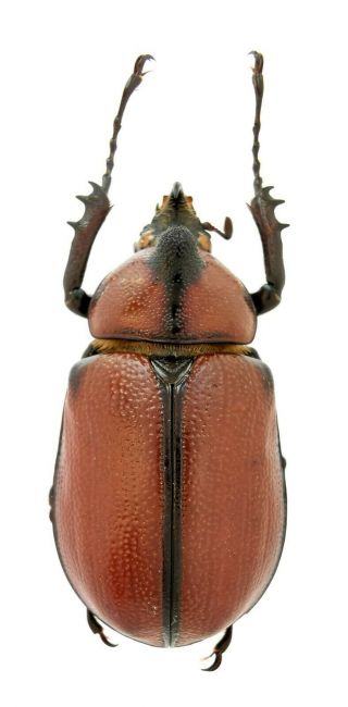Insect Beetles Scarabaeidae Dynastinae Golofa imperalis 37 mm Mexico 2