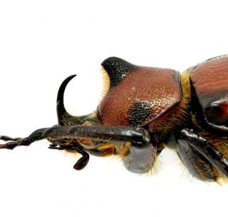 Insect Beetles Scarabaeidae Dynastinae Golofa imperalis 37 mm Mexico 3