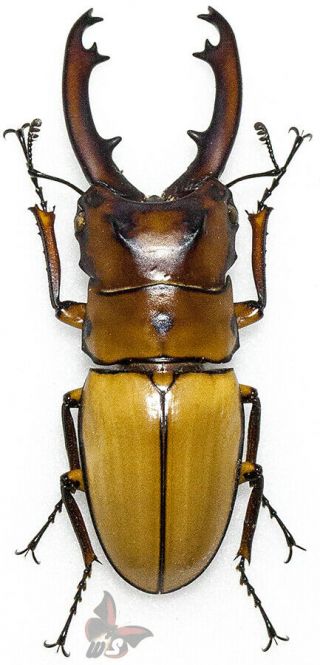 Prosopocoilus Occipitalis 46,  Mm,  Large,  From Sulawesi,  Unmounted Beetle