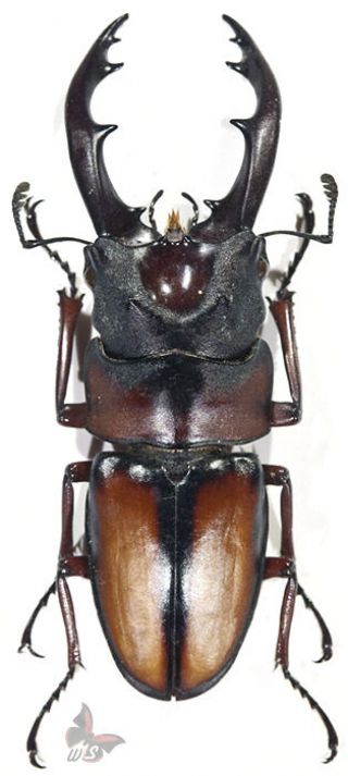 Prosopocoilus Mirabilis 60,  Mm,  Unmounted Beetle