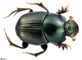 Coleoptera Scarabaeinae Gen.  Sp.  India 9mm