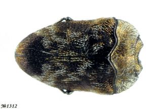 Coleoptera Buprestidae Gen.  Sp.  India 2.  5mm