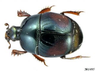 Coleoptera Histeridae Gen.  Sp.  India Andhra Pradesh 2,  5mm