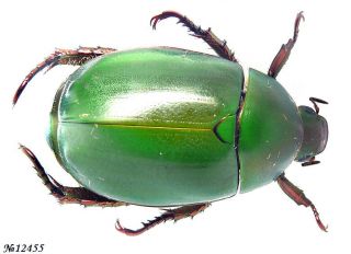 Coleoptera Rutelinae Gen.  Sp.  Thailand 24mm