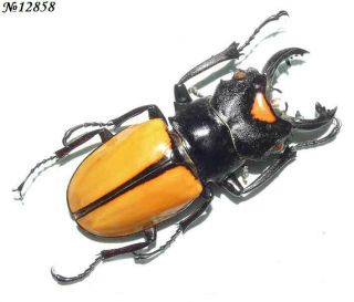 Coleoptera Lucanidae Odontolabis Lacordairei Indonesia Sumatra Male 65mm