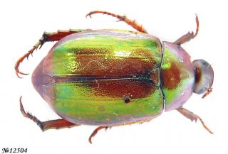 Coleoptera Rutelinae Gen.  Sp.  Vietnam 17mm