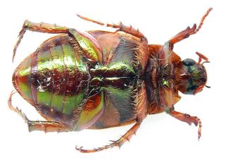 Coleoptera Rutelinae gen.  sp.  Vietnam 17mm 2