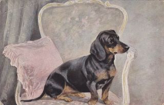 Dackel Teckel Dachshund M.  V.  Schultz - Dratzig Old Dog Pc.  1916