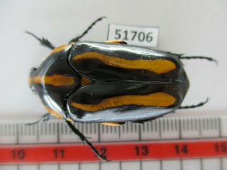 51706 Cetoniidae Sp.  Vietnam C