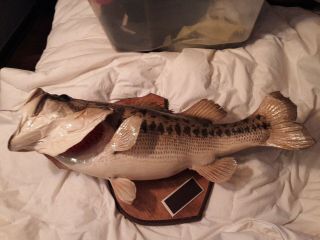 Large 7lb 14 Oz 23 In Big Mouth Bass Fish Full Body Skin Mount Cabin Vintage Old