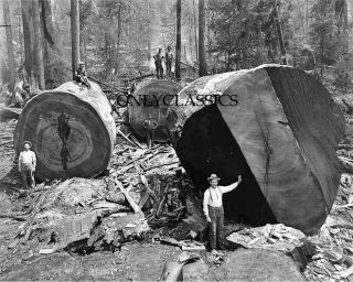 1906 Lumberjack Men California Redwood Sequoia Logs 8x10 Photo Logging Americana