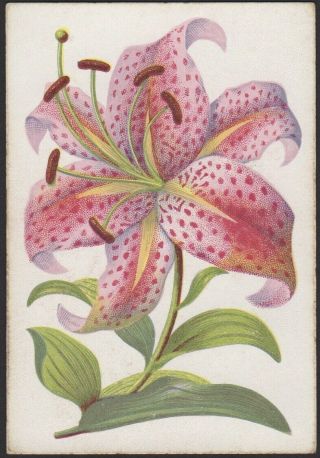 Playing Cards 1 Single Card Old Antique Wide Square Corner Pink Lily Art Flower