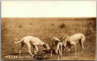 1910s Hal Reid Real Photo Rppc Postcard " 8 The Coyotes Finish " Kansas