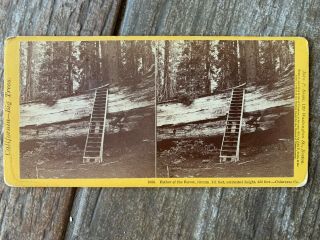 California Stereoview Father Of The Forest Calaveras County By Soule 1870s