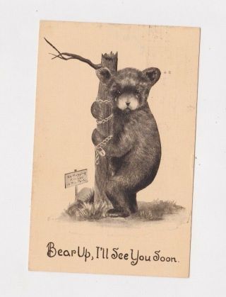 1939 Yellowstone Park Post Card Old Faithful Cancel Bear Cub Chained To Tree