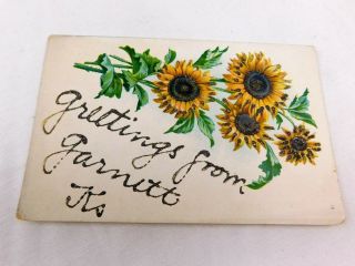 C.  1900 - 10 Greetings From Garnett,  Kansas Sunflowers Mica Lovely Postcard P29