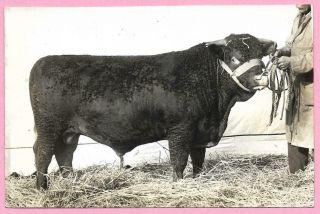 1920s Press Photo - Champion Devon Bull " Swank " Exeter Cattle Market