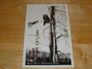 1905 Up - A - Tree Bear Yellowstone Photo Postcard Rppc Haynes/wilcox No Post Oq42 - 9