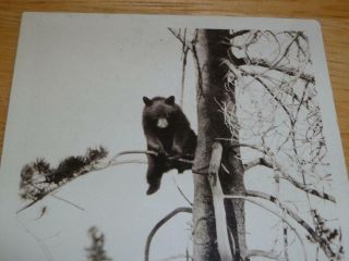 1905 Up - a - Tree Bear Yellowstone Photo Postcard RPPC Haynes/Wilcox No Post OQ42 - 9 2