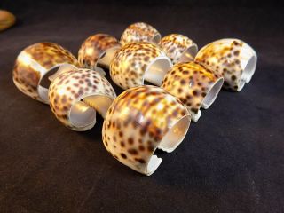 SEASHELL NAPKIN RINGS SET OF 9 SPOTTED TIGER COWRIE SHELLS NAUTICAL DECOR 2