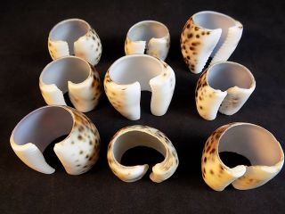 SEASHELL NAPKIN RINGS SET OF 9 SPOTTED TIGER COWRIE SHELLS NAUTICAL DECOR 3