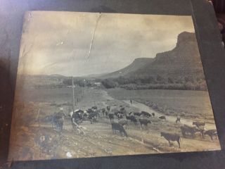 Vintage Old Photo Of Cattle Going To Pasture In The Colorado Hills