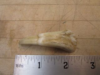 Natural Elk? Anterior Front Tooth,  Horse Moose? Drilled