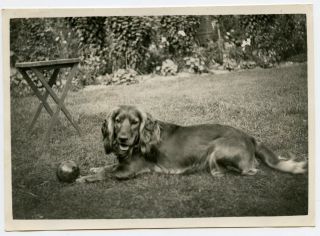 Basset Hound ? Dog Playing With Ball,  Vintage Photo 1920 