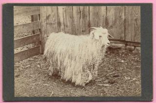 Old Cabinet Photo - Young Long Haired Goat ? Mansell Shrewsbury