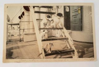 China Old Postcard Vintage Chefoo Cute Cat Dogs On Ladder Balcony Of Home C1900