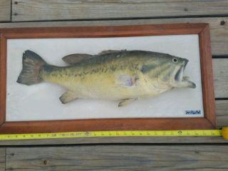 Vintage Largemouth Bass Taxidermy Fish Mount 23 " Long Wood Frame Real Fish
