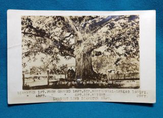 Wye Mills Md Rppc 1922 Largest Giant Oak Tree 389 Old Easton Real Photo Postcard
