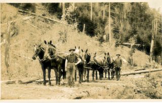 1909 Rppc Horse Loggers - 2 Men,  Six Horses,  Timber Down Sepia Postcard