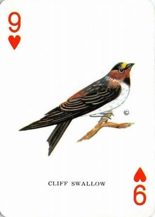 Single Swap Playing Card Named Cliff Swallow Bird Hearts Vintage