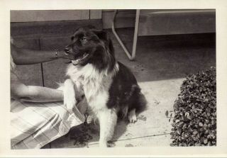 Vintage Old 1950s Photo Of A Sweet Black & White Dog With Arm On Owner
