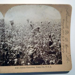 1898 Black Americana / African Americans Picking Cotton Rppc Stereoview Card