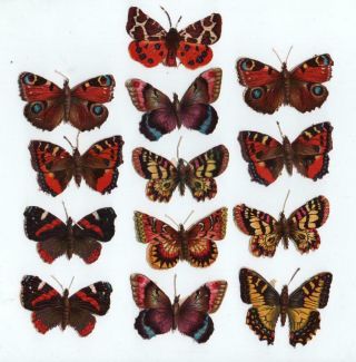 13 Victorian Die Cut Chromo Scraps Of Butterflies Suitable For Decoupage