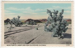 Palm Springs California Pc Postcard Smoke Trees In A Desert Wash Stephen Willard
