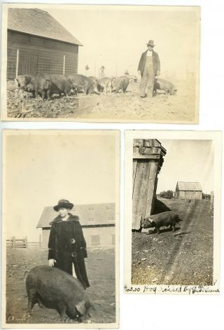 1919 Photos Ia Iowa Sac City Hawks Farm Barn Buildings Pigs Hog Farmer Woman