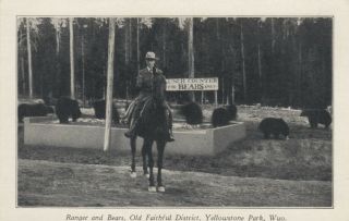 Yellowstone Park,  1900 - 10s; Ranger & Bears,  Old Faithful District