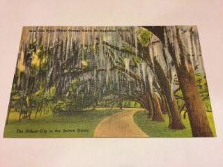 Live Oak Drive Oldest Orange Grove Saint Augustine Florida Postcard 1949