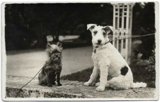 Fox Terrier & Brussels Griffon Dog Vintage Private Photo Pc Rppc